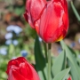 Rote Tulpen